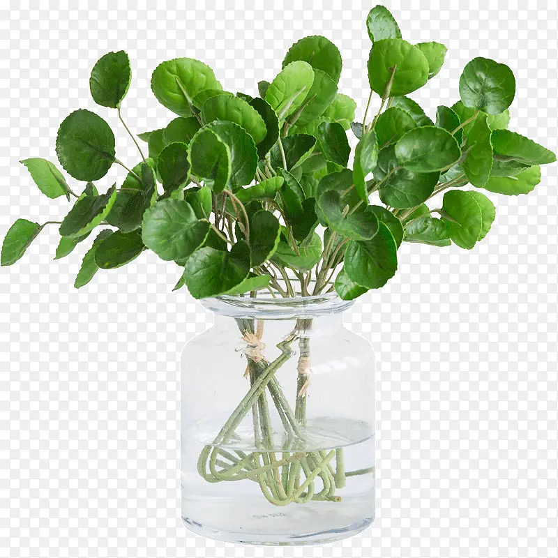 玻璃瓶和绿植实物图