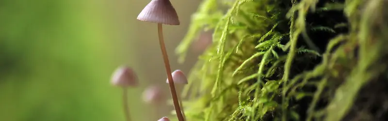 蘑菇浪漫