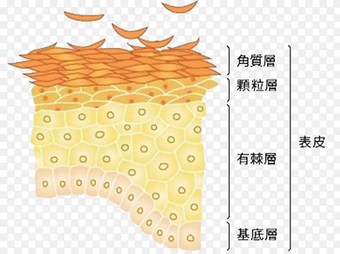 皮肤细胞