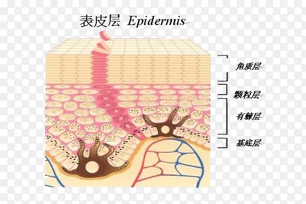 皮肤细胞