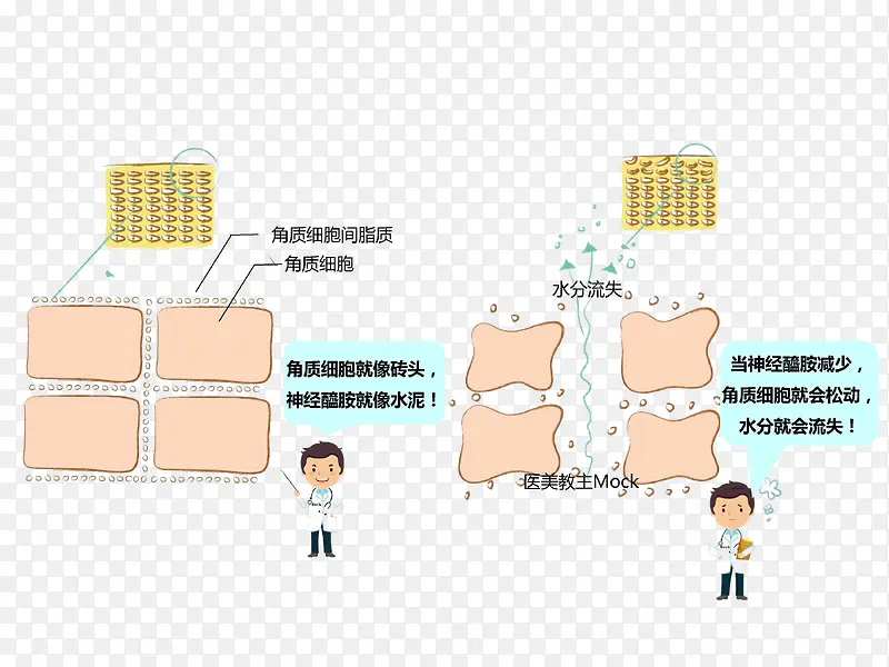 皮肤细胞