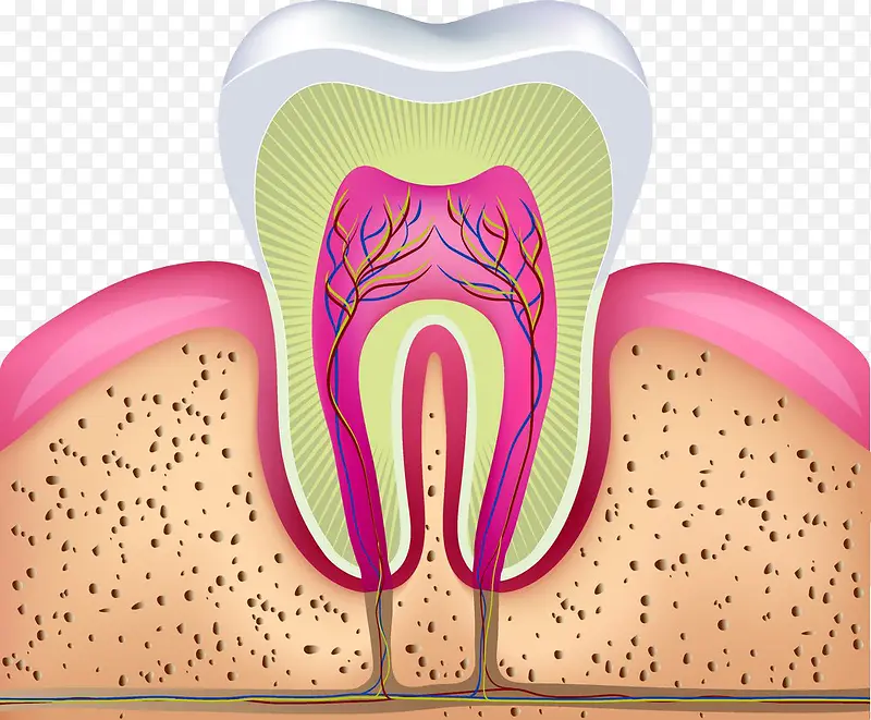 牙齿剖析图