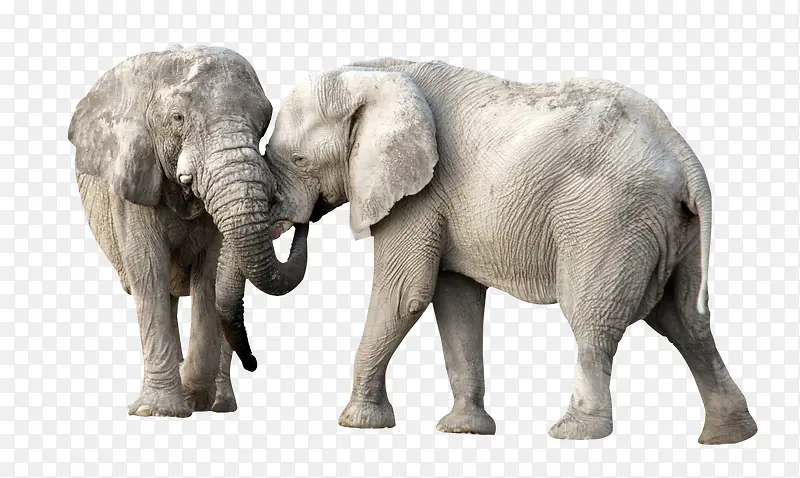 恩爱的大象夫妇