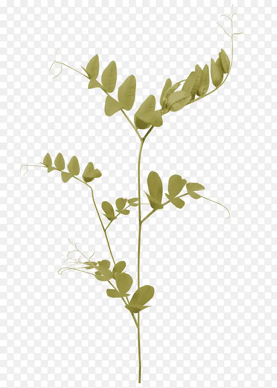 单色 豌豆 植株 花艺 装饰