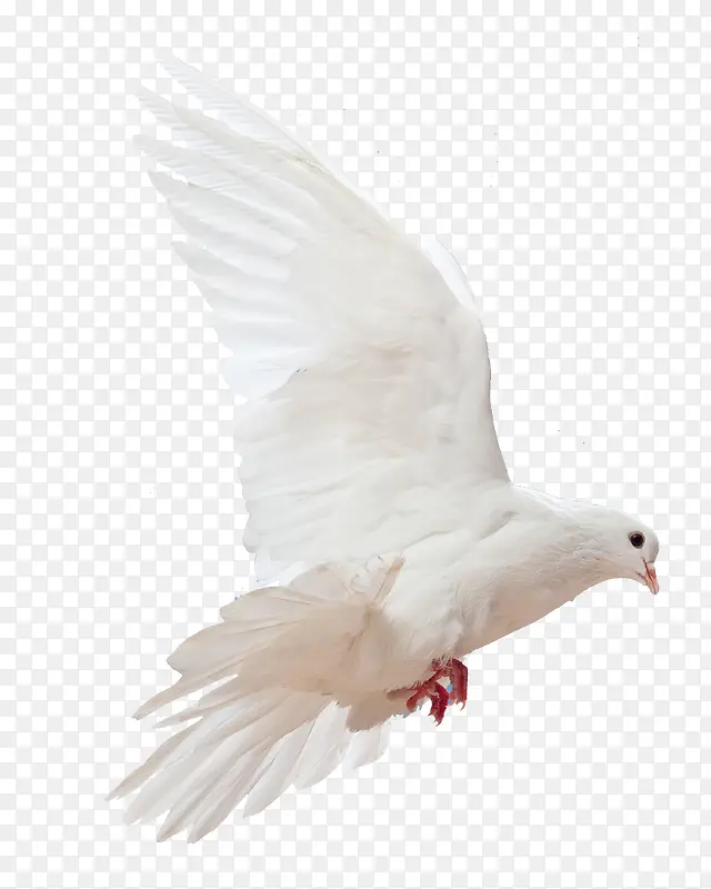 展翅飞翔的白色鸽子