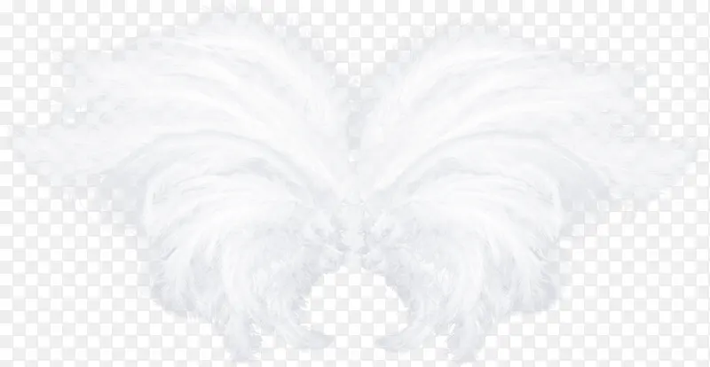 白色漂亮翅膀