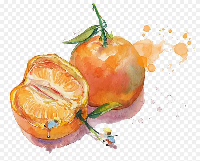 柑橘色彩写生画