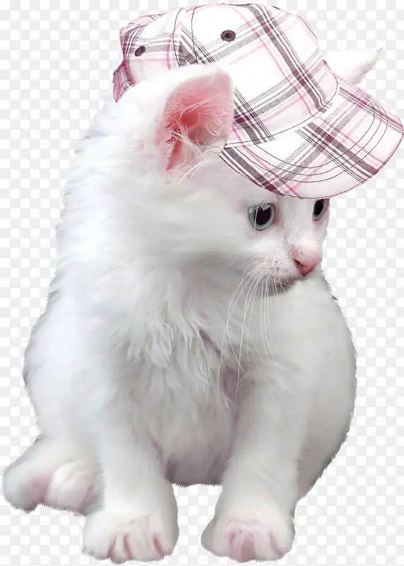 戴帽子的小猫
