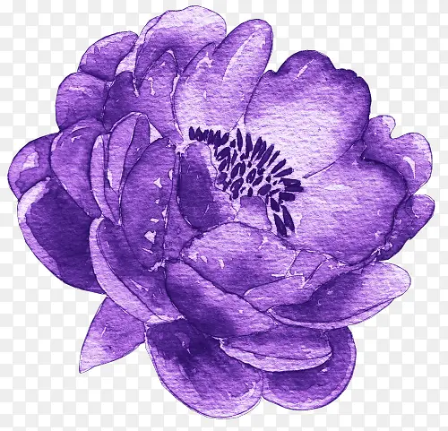 创意夏季彩铅花卉装饰图紫色菊花