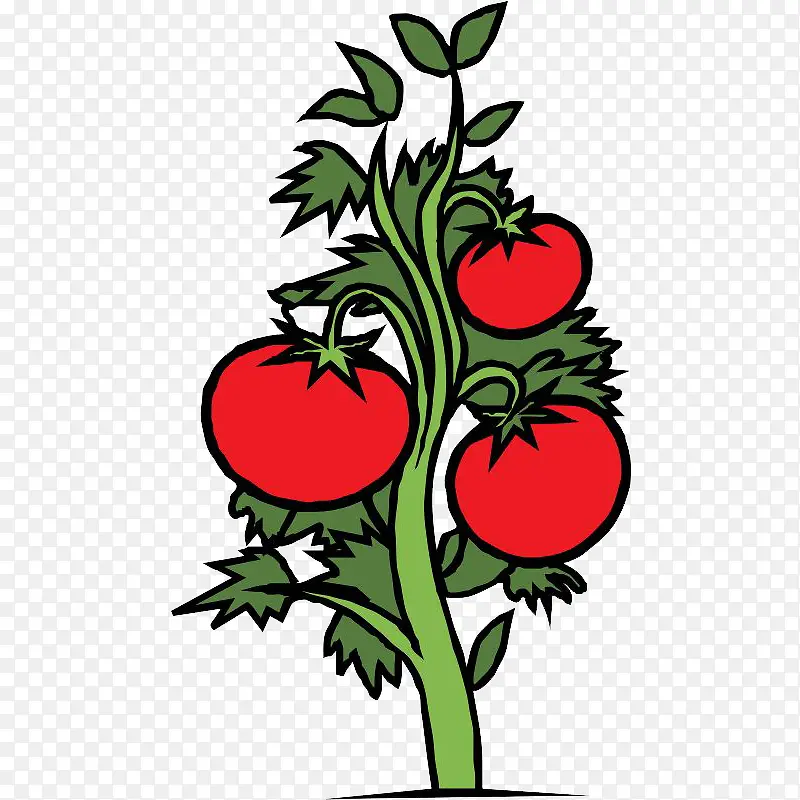 手绘番茄树