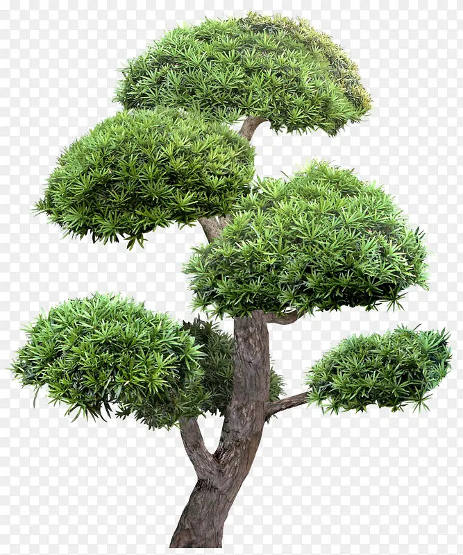 翠绿的参天巨树