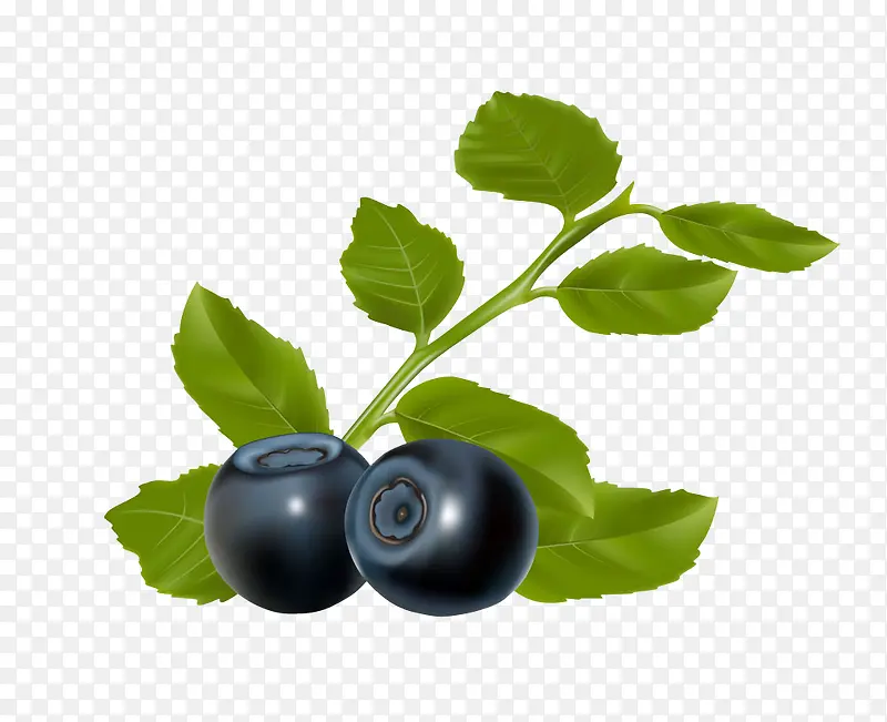 熟透了的蓝莓熊果苷