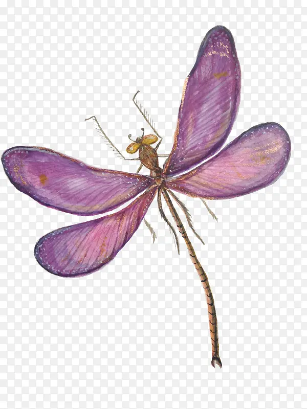 深紫色小蜻蜓标本