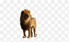 动物之王狮子