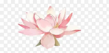 盛开的粉色莲花