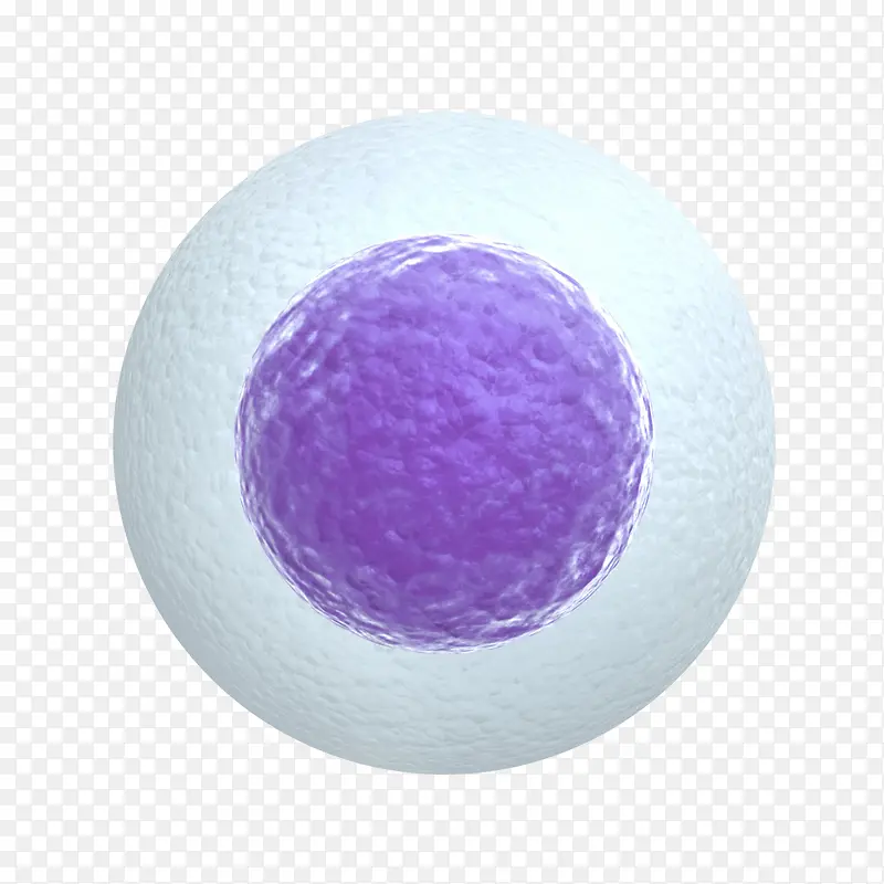 3D卵细胞立体插画