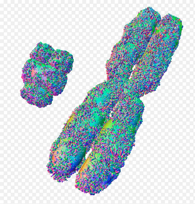 XY染色体效果图