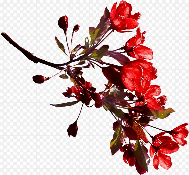 红色花枝