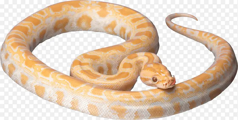 黄金蟒蛇