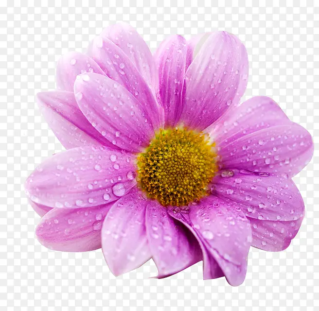 紫色菊花图片免扣素材