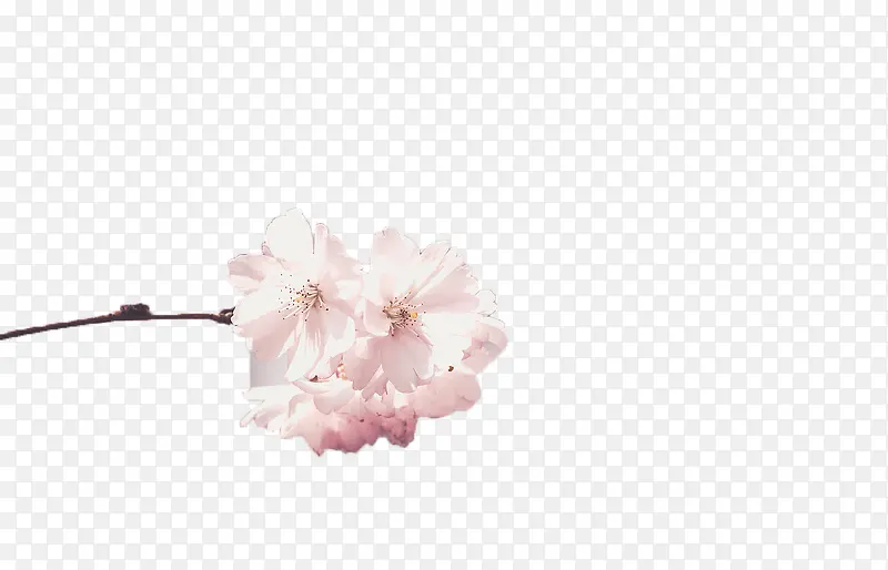 粉色樱花树枝