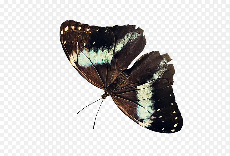 咖啡色蝴蝶