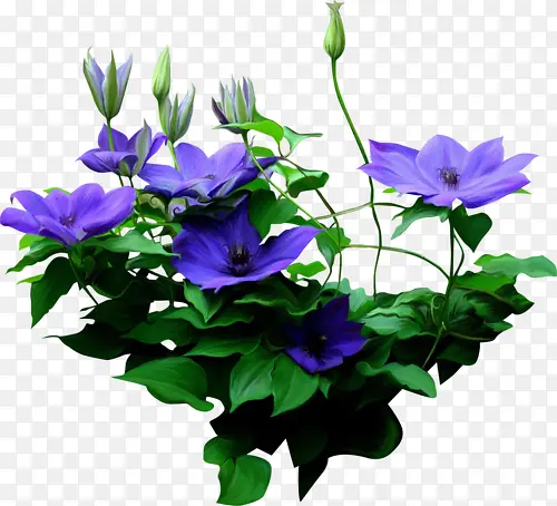 高清蓝色花朵