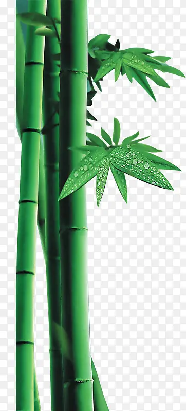 绿色竹子装饰图案