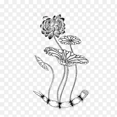 素描荷花