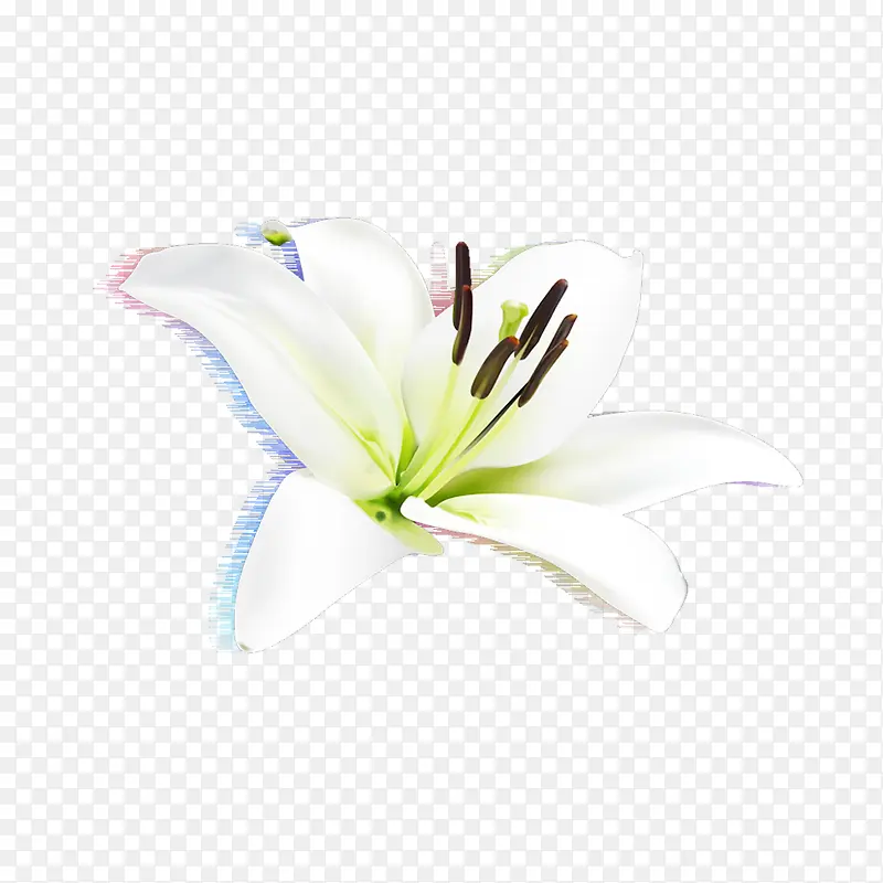 绽放的白色花朵