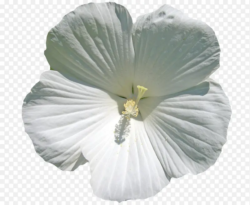 绽放的白色花朵