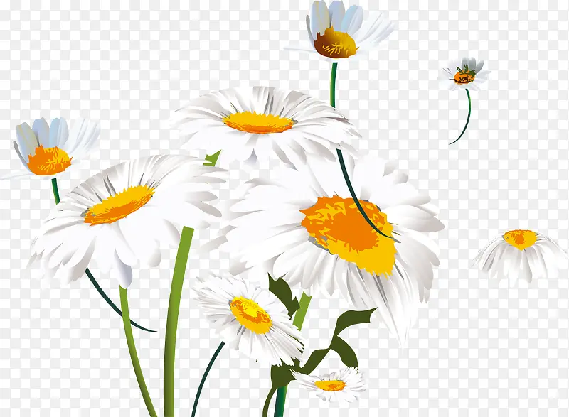 白色水彩菊花装饰图案
