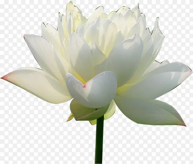 绽放白色睡莲对层花瓣