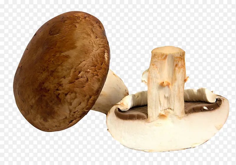 手绘棕色蘑菇