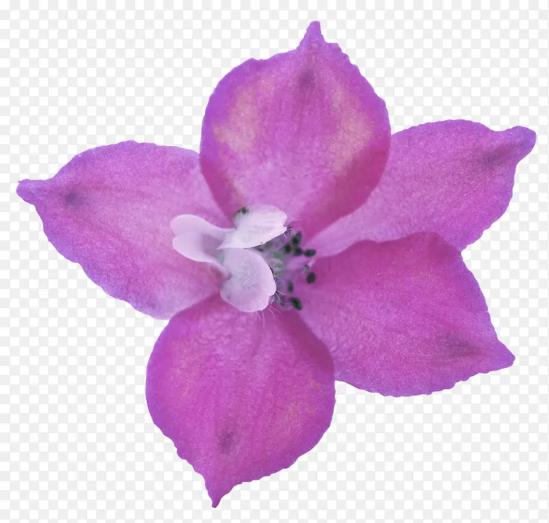 紫花魁