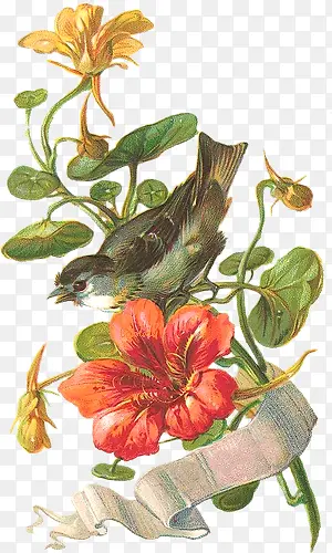 鸟与黄花