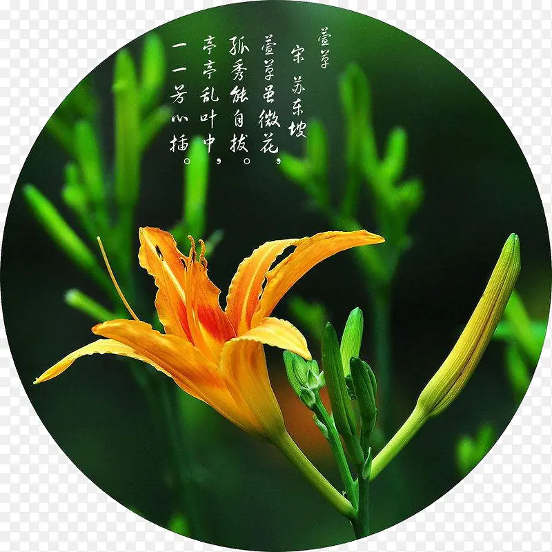萱草圆形图案