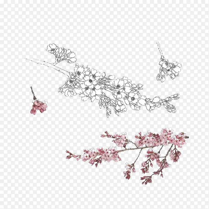 手绘花卉线稿图PNG图片素材下载_图片编号7881032-PNG素材网