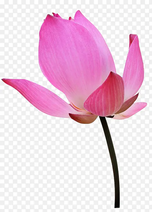 花卉画花草标签