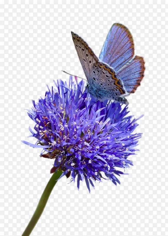 停在紫色的花上的蝴蝶