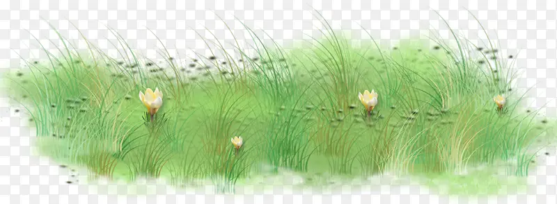 绿草茉莉花图片