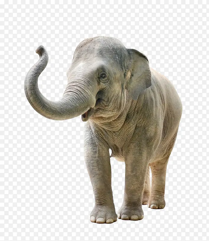 鼻子上扬的大象侧面图