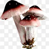简约春天蘑菇植物