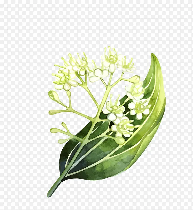 矢量卡通手绘香草料