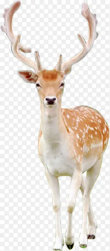 小鹿装饰