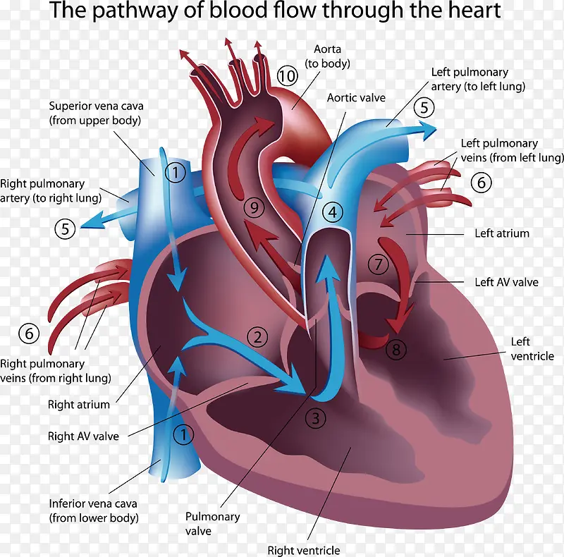 矢量图详细分析的心脏图