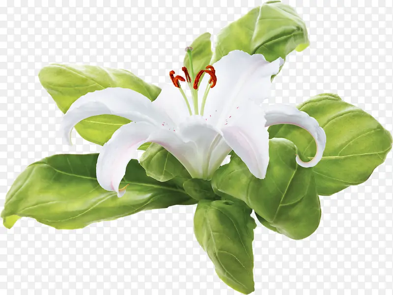 白色水仙花