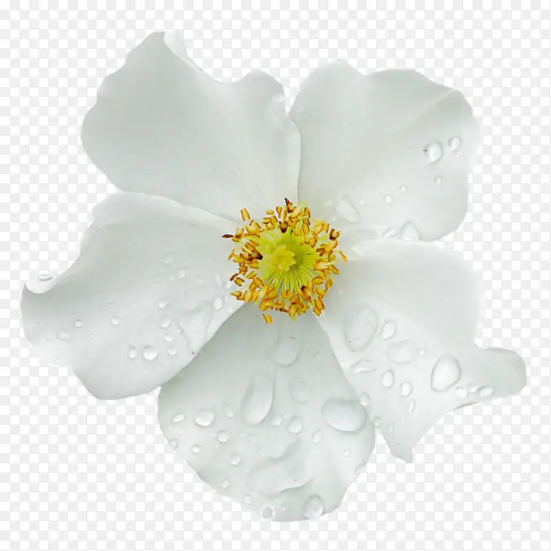 白色花朵上的水珠