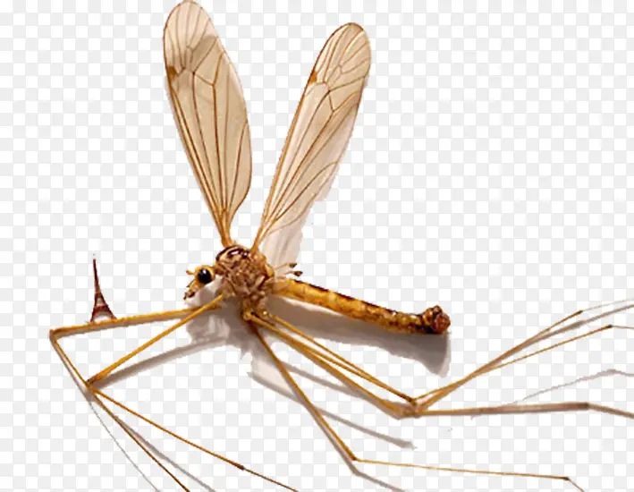 飞行虫类蚊子