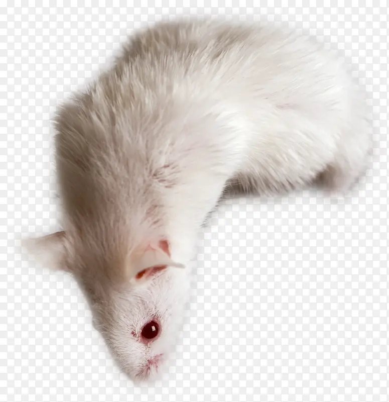 白色老鼠